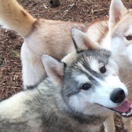 Siberian Huskies from Trillium Blue Siberians
