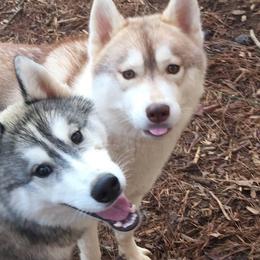 Siberian Huskies from Trillium Blue Siberians