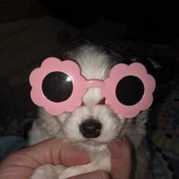 Rocky (discounted for overbite) - Blue merle male Chihuahua puppy in Seneca, Missouri from Stephanie’s Puppy Colony