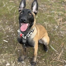 Ginger (Red Collar) - Red sable female Belgian Malinois puppy in Woodway, Texas from New Beginning Belgians