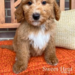 Sweet Heat - Red female Bernedoodle puppy in Sunman, Indiana from Brunsman Country Doodles LLC