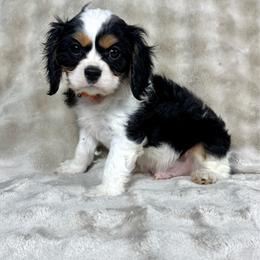 Slinky - Tri-color male Cavalier King Charles Spaniel puppy in Bedias, Texas from JSK Aussie and Cavaliers