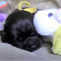 Labrador Retriever Puppies from Lorlyn Labradors