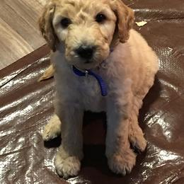 Cockapoo and Goldendoodle Puppies from Capital Doodles