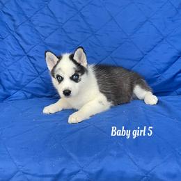 Baby girl 5 - Black and white female Siberian Husky puppy in Ocala, Florida from Florida Husky Puppies