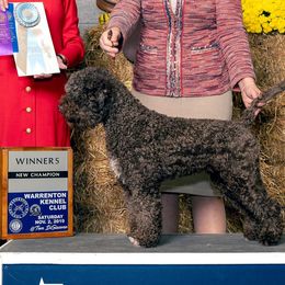 Boardwalk Million Dreams - Lagotto Romagnolo