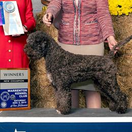 Boardwalk Million Dreams - Lagotto Romagnolo