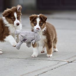 Australian Shepherd, Miniature American Shepherd, Miniature Australian Shepherd, and Toy Australian Shepherd Puppies from Painted Blue Aussies