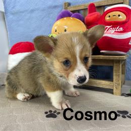 Cosmo - Sable male Pembroke Welsh Corgi puppy in Apison, Tennessee from Ashmore Corgis