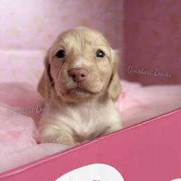 Pilot Barbie - Cream female Dachshund puppy in Chandler, Arizona from Vonaducci Doxies, LLC.