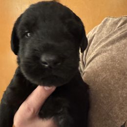 No name yet - Black male Giant Schnauzer puppy in North Royalton, Ohio from Mandy’s Giant Schnauzers