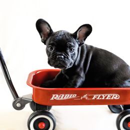 French Bulldog Puppies from Wind Ridge Frenchies