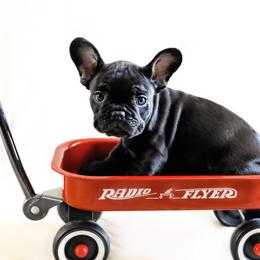 French Bulldog Puppies from Wind Ridge Frenchies