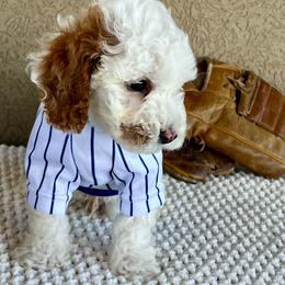 Smalls - Blenheim male Cavapoo puppy in Utah County, Utah from Cascade Springs Doodles
