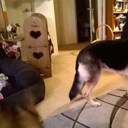 German Shepherd Puppies from Sharashe Shepherds