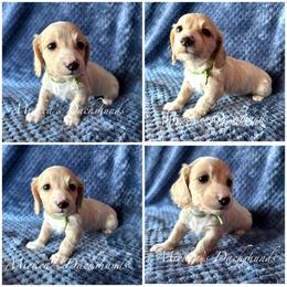 Green collar - Cream male Dachshund puppy in Orem, Utah from Miekca’s Dachshunds