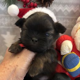 Scout - Gold male Shih Tzu puppy in Claremont, California from Lovable Shih Tzus