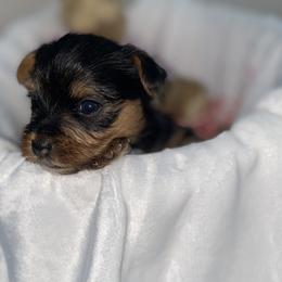 Yorkshire Terriers from Taylored Pups