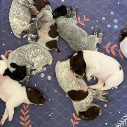 German Shorthaired Pointer Puppies from Thunder Mountain Gun Dogs