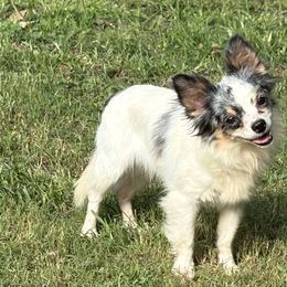 Desi-Lou - Chihuahua