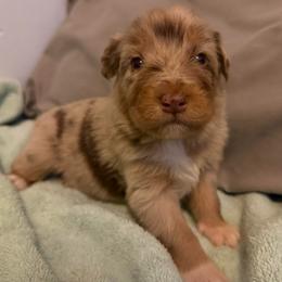 Cookie - Red merle female Australian Shepherd puppy in East Hartford, Connecticut from CT Aussies