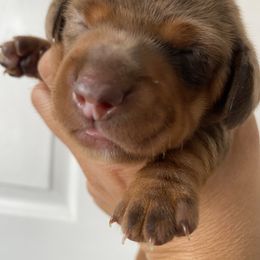 Dachshund Puppies from M5 Dachshunds