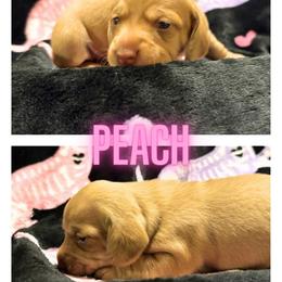 Peach - Cream female Dachshund puppy in Saint Paul, Minnesota from Vibrant Eyes Doxies