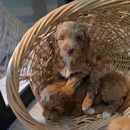 Dolce - Apricot female Goldendoodle puppy in Atlanta, Georgia from Cedarcrest Goldendoodles