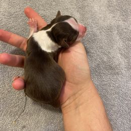 Miniature Australian Shepherd Puppies from Quarle Ranch Mini Aussies