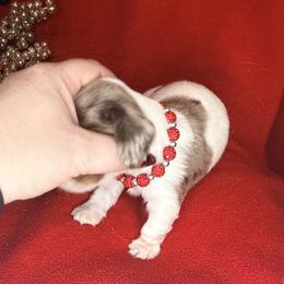 Lilly - Piebald female Dachshund puppy in Lexington, Oklahoma from Terry's Dachshunds (BooneDox Mini Dachshunds)