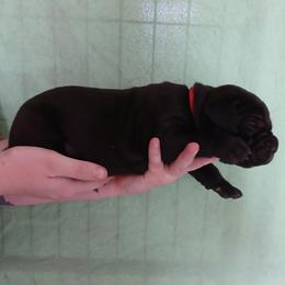 Red collar - Black male Cane Corso puppy in Los Lunas, New Mexico from Top Gun Kennels NM