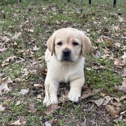 Labrador Retriever Puppies from Whiskey Mountain Labradors