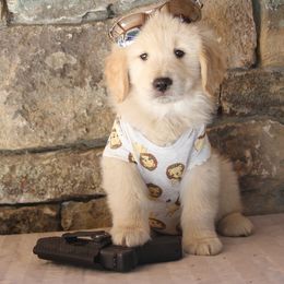 Golden Retriever Puppies from DoubleTake Goldens