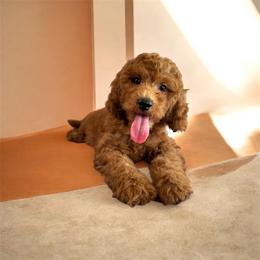 Bernedoodle and Golden Mountain Doodle Puppies from Cumberland Companions