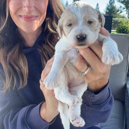 Eden - Yellow and white female Bernedoodle puppy in Yuba City, California from Ranch House Doodles