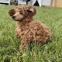Poodle Puppies from Midwest Miniature Poodles