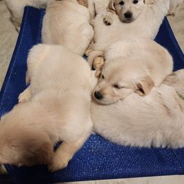Golden Retriever Puppies from Tamarind Goldens