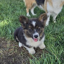 Female 1 - Black and white female American Corgi puppy in Portland, North Dakota from Sliding stop corgis