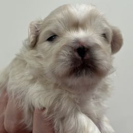 Maisie Full AKC - Cream female Pekingese puppy in Pennsylvania from Triple I Pekes