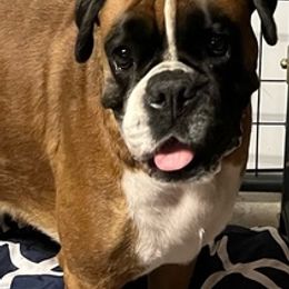 Boxers from Baby Bliss Boxers