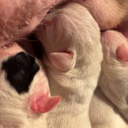 Elvio - White male Dogo Argentino puppy in Winter Haven, Florida from El Riachuelo Dogo Argentino