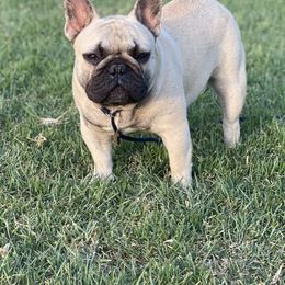 French Bulldog All Grown Up from HDH French Bulldogs