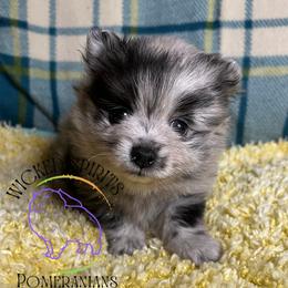 AKC DOUGHNUT - Blue merle female Pomeranian puppy in Watkins Glen, New York from Wicked Spirits Pomeranians