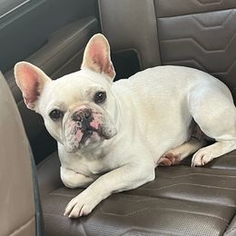 Tickle - French Bulldog