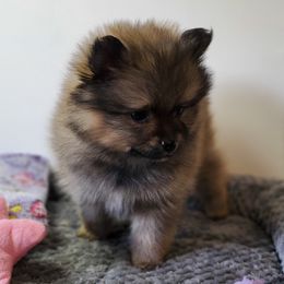 Geegee - Beaver female Pomeranian puppy in Linwood, North Carolina from MJ's Pomeranians