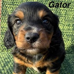 Gator - Black and tan male Dachshund puppy in Lexington, Oklahoma from BooneDox Miniature Dachshunds