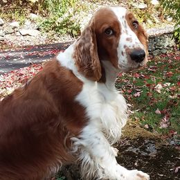Welsh Springer Spaniels from IVYWILD Welsh Springer Spaniels