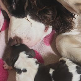 English Springer Spaniels from Dog Tired English Springer Spaniels