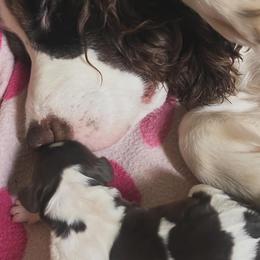 English Springer Spaniels from Dog Tired English Springer Spaniels
