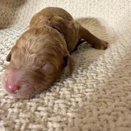 Bimba - Red  female Goldendoodle puppy in Naples, Florida from Goldendoodles Of Naples,INC